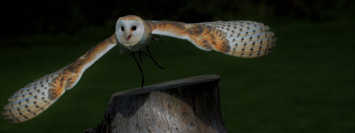 SORTIE NATURE, CHOUETTES ET ANIMAUX NOCTURNES, vendredi 3 mai au Manoir de Kernault