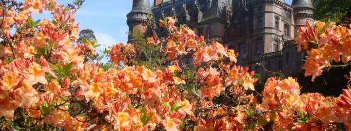 Trevarez en Rhododendron