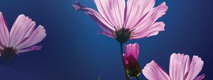 JOURNÉES DES PLANTES DE COLLECTION, le week-end du 24 et 25 septembre au Château de Kerjean