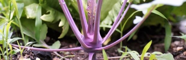 ÉTONNANTES BRASSICACÉES !