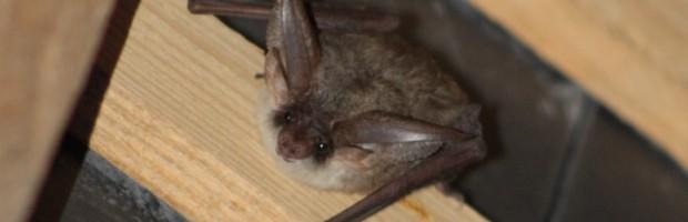 NUIT INTERNATIONALE DE LA CHAUVE-SOURIS le 7 septembre à l'Abbaye du Relec