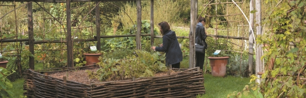 Au jardin ESPÈCE DE ... BRASSICACÉES !