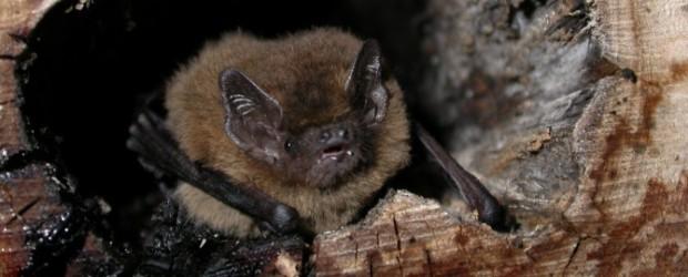 Nuit de la chauve-souris #3 - 2026