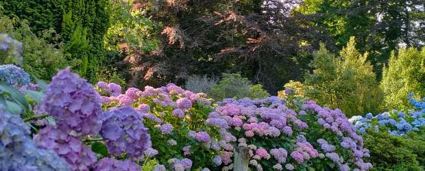 Les hortensias, saison botanique #2026