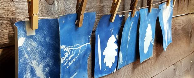 Cyanotype ta cr&ecirc;pe # 2026