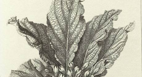 Plantes mal nomm&eacute;es