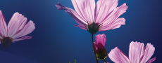 Journ&eacute;es des plantes de collection 2016