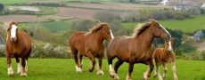 Concours d&eacute;partemental du cheval breton