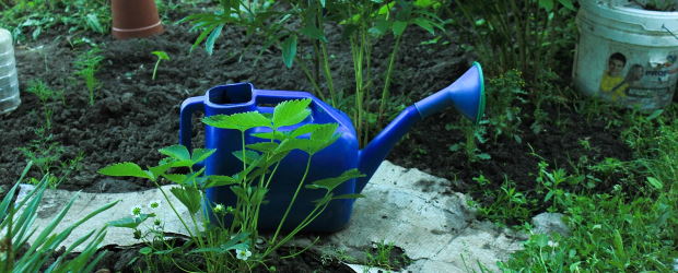 AU PIED DE MON ARBRE, EN PRATIQUE #3 : PURINS VÉGÉTAUX ET TISANES