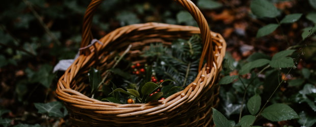 AU PIED DE MON ARBRE, EN PRATIQUE #6 : DU SAULE AU PANIER