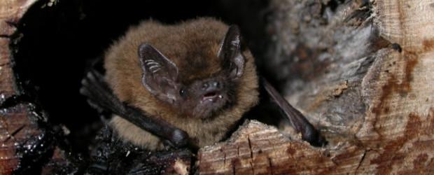 Nuit de la chauve-souris #1