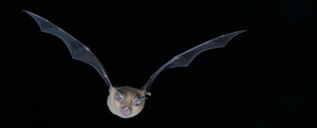 Nuit internationale de la chauve-souris