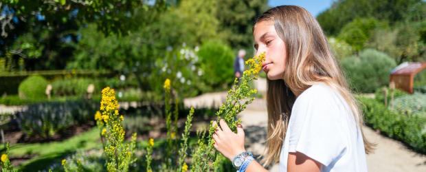 Les folles herbes au jardin