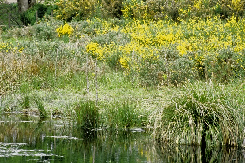 L'environnement