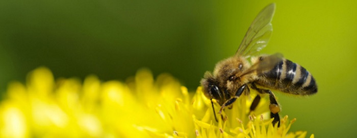 Kernault - du miel et des abeilles