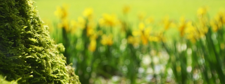 Trévarez - Jardin d'excellenc - Jonquilles