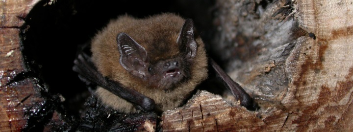 Abbaye du Relec - Image - Nuit de la chauve souris - Pipistrelle commune