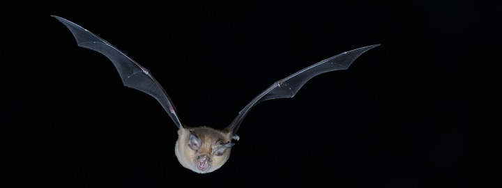 Abbaye du Relec - Image - Nuit de la chauve souris - Grand Rhinolophe