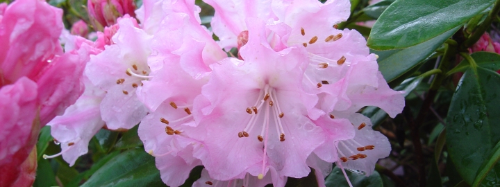 Trévarez - Trévarez en rhodo - Visuel Rhodo rose - Festival