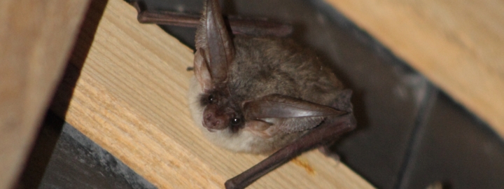 Abbaye du Relec - Image - Nuit de la chauve-souris