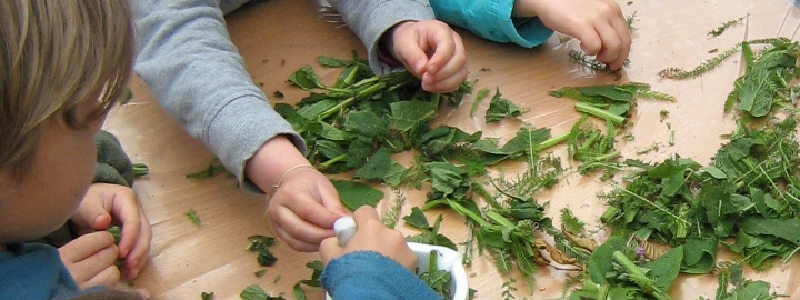 Daoulas - Plantes à bonbon