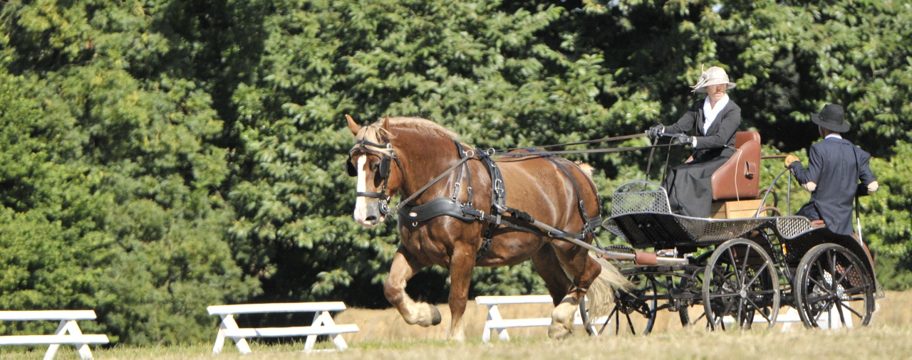 Kerjean - concours d'attelage 2018