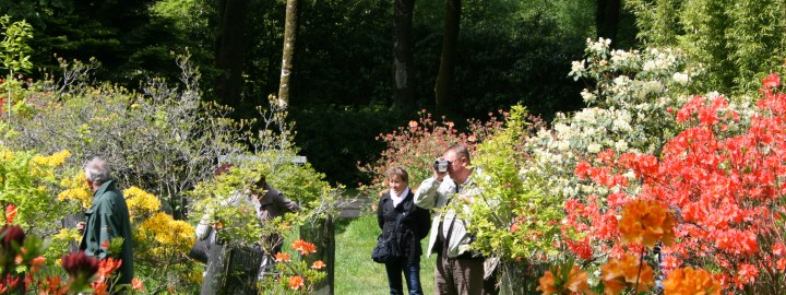 Festival du camélia