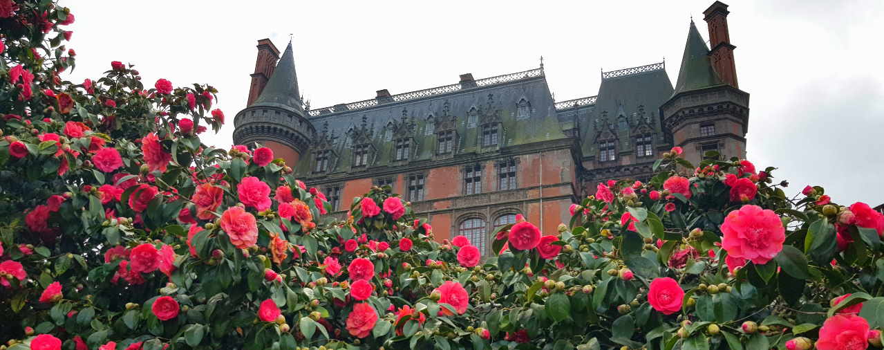 Les Camelias Une Collection D Excellence Evenement Chemins Du Patrimoine En Finistere