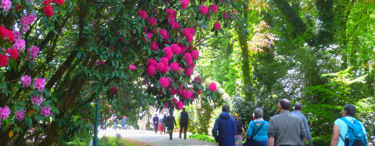 Trévarez -  Rhodo - Une collection nationale