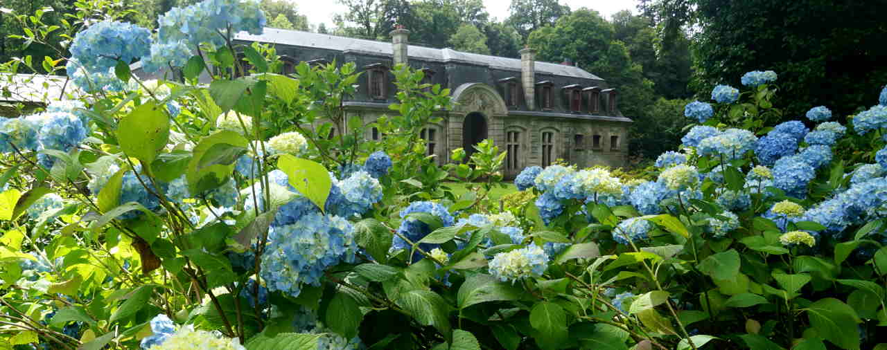 Les hortensias, saison botanique #2024