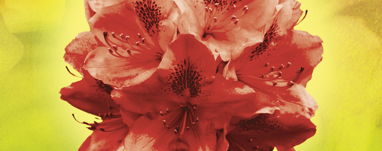 Trévarez - Les rhododendrons, une collection nationale -Visuel 2021