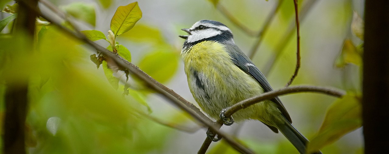 Kernault - Concert d'oiseaux - Famille Adulte 2021