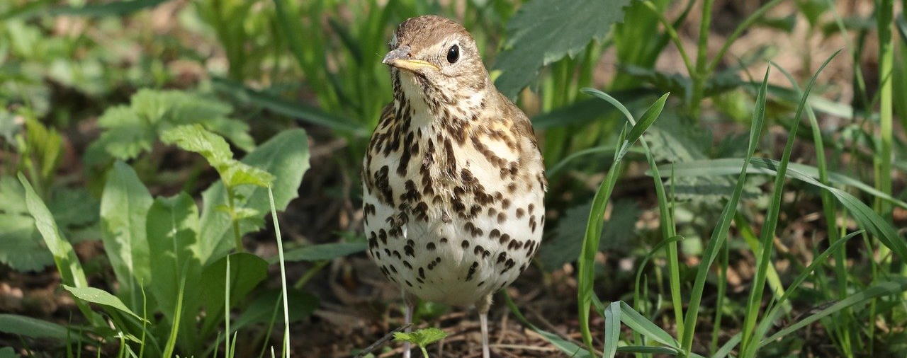 Kernault - La balade de chants d'oiseaux - Adulte 2021