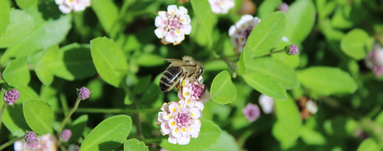 Daoulas - Bombes à biodiversité – bombe à abeilles - Famille 2021