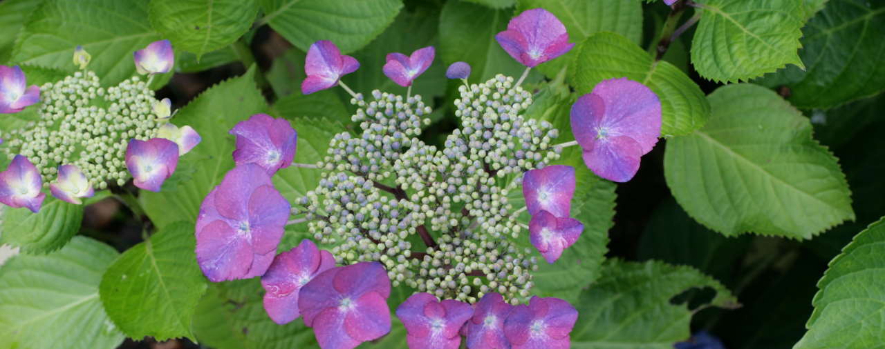 Trévarez - L'hortensia hier et aujourd'hui - Saison botanique hydrangéas