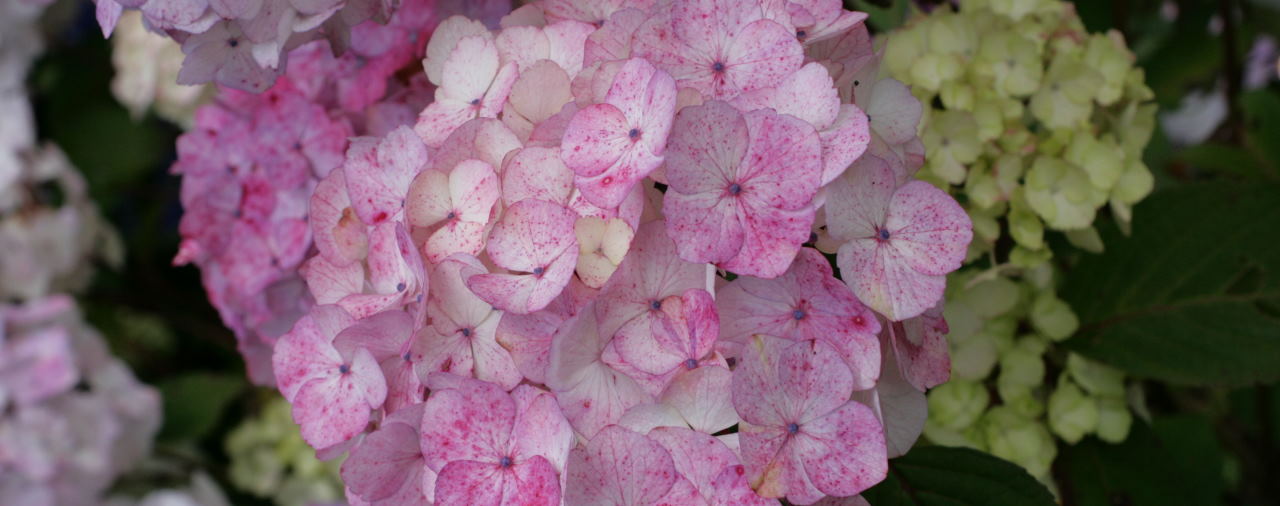 Trévarez - Visite Hortensias et Belle Époque - Saison botanique hydrangéas