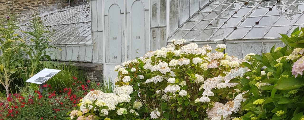 Trévarez - Visite du chef jardinier- Saison botanique hydrangéas