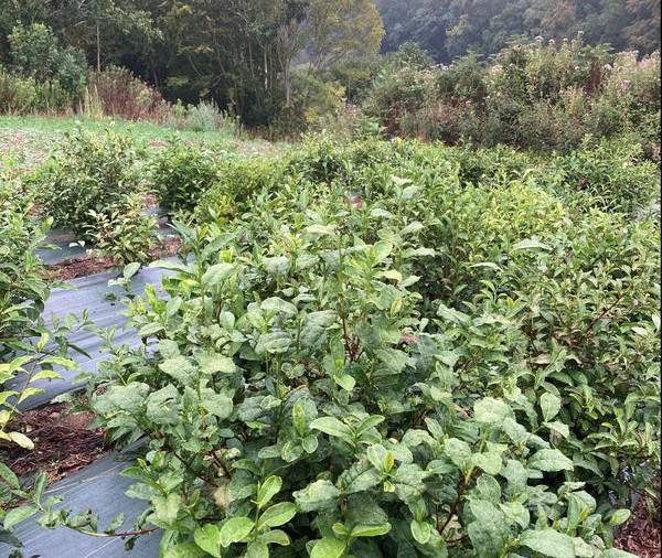 Trévarez - Atelier découverte "Le camélia sinensis, du thé en nord Finistère" 2