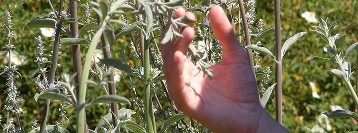 Daoulas - Balade aux jardins - groupes 3