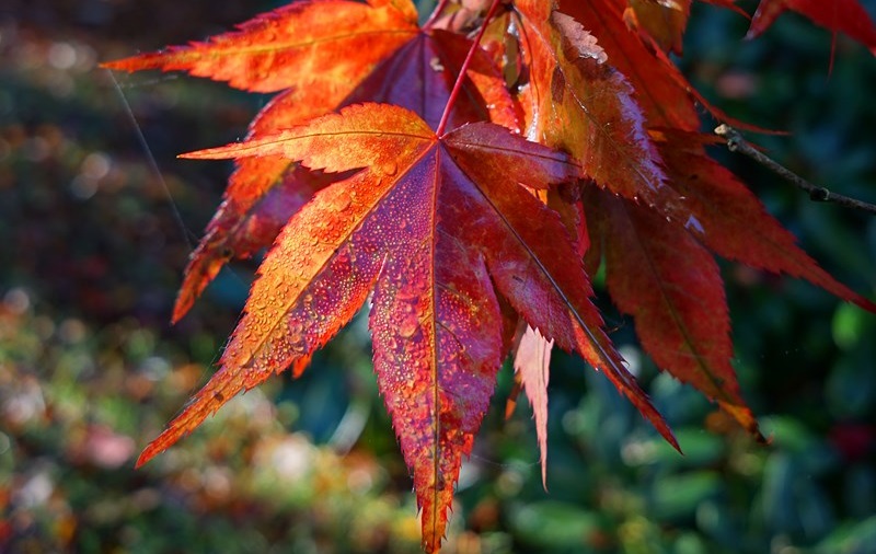 Abbaye de Daoulas - Image - Activités Une saison au jardin, l'automne