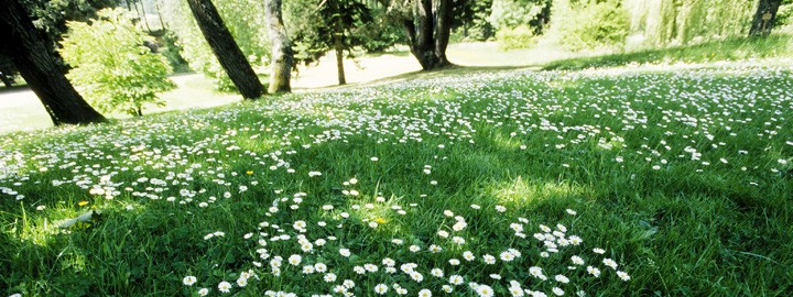 Parc de l'Abbaye de Daoulas