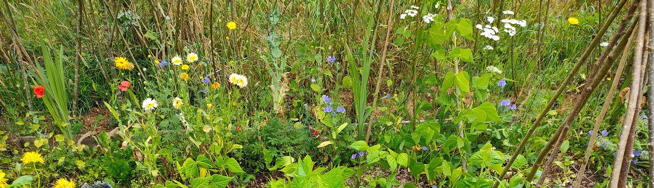 Abbaye du Relec - image Une forêt dans mon jardin