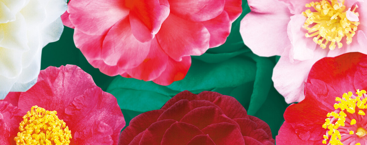 la saison botanique des camélias c'est jusqu'à dimanche !