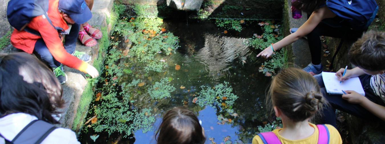 Abbaye de Daoulas - Saison au jardin observation salamandres