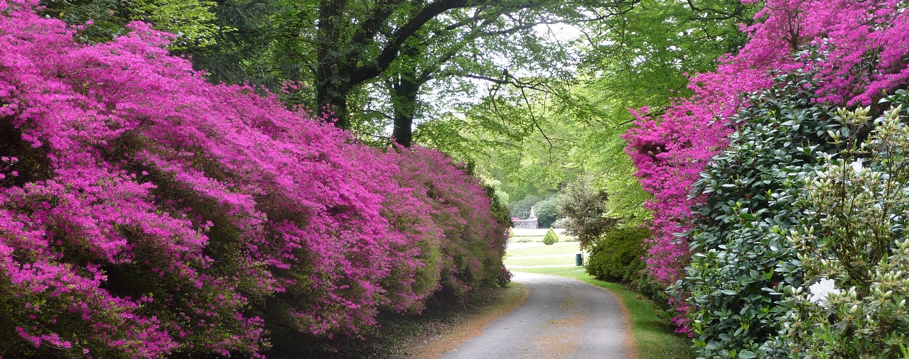 Domaine de Trévarez - image 2 visite chef jardinier Rhodo