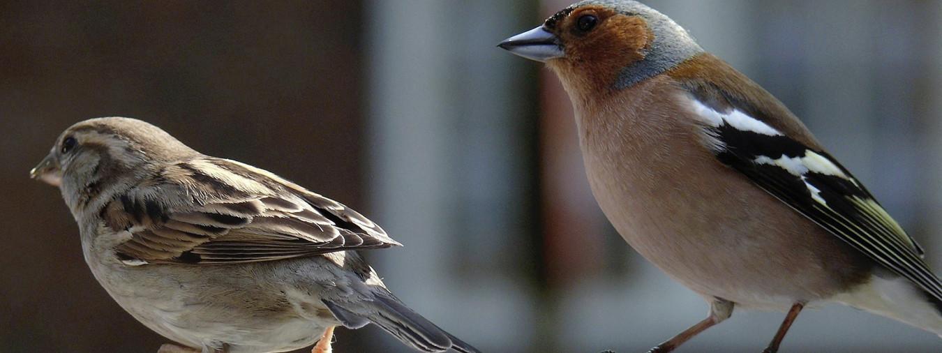Kernault - Visite Pourquoi les oiseaux chantent ?