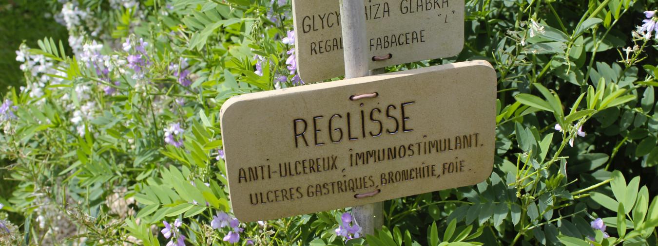 Daoulas - Visite Plantes à bonbons