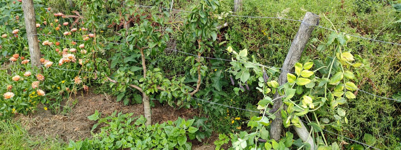 Abbaye du Relec - Image - Potager