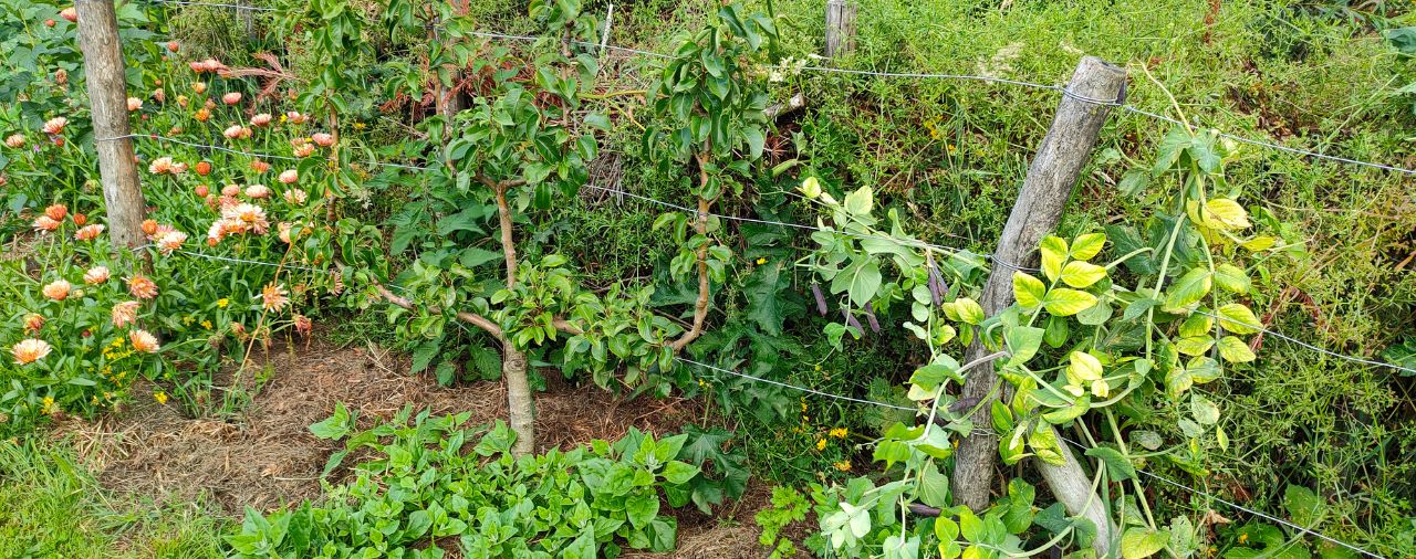 Abbaye du Relec - Image - Potager