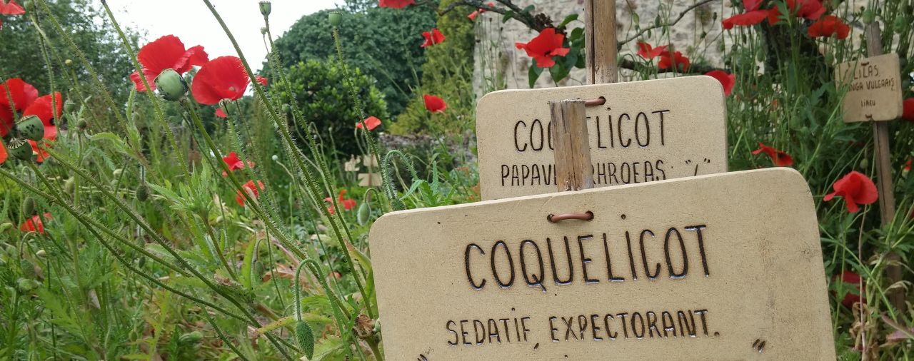 Abbaye de Daoulas - Image - Coquelicots